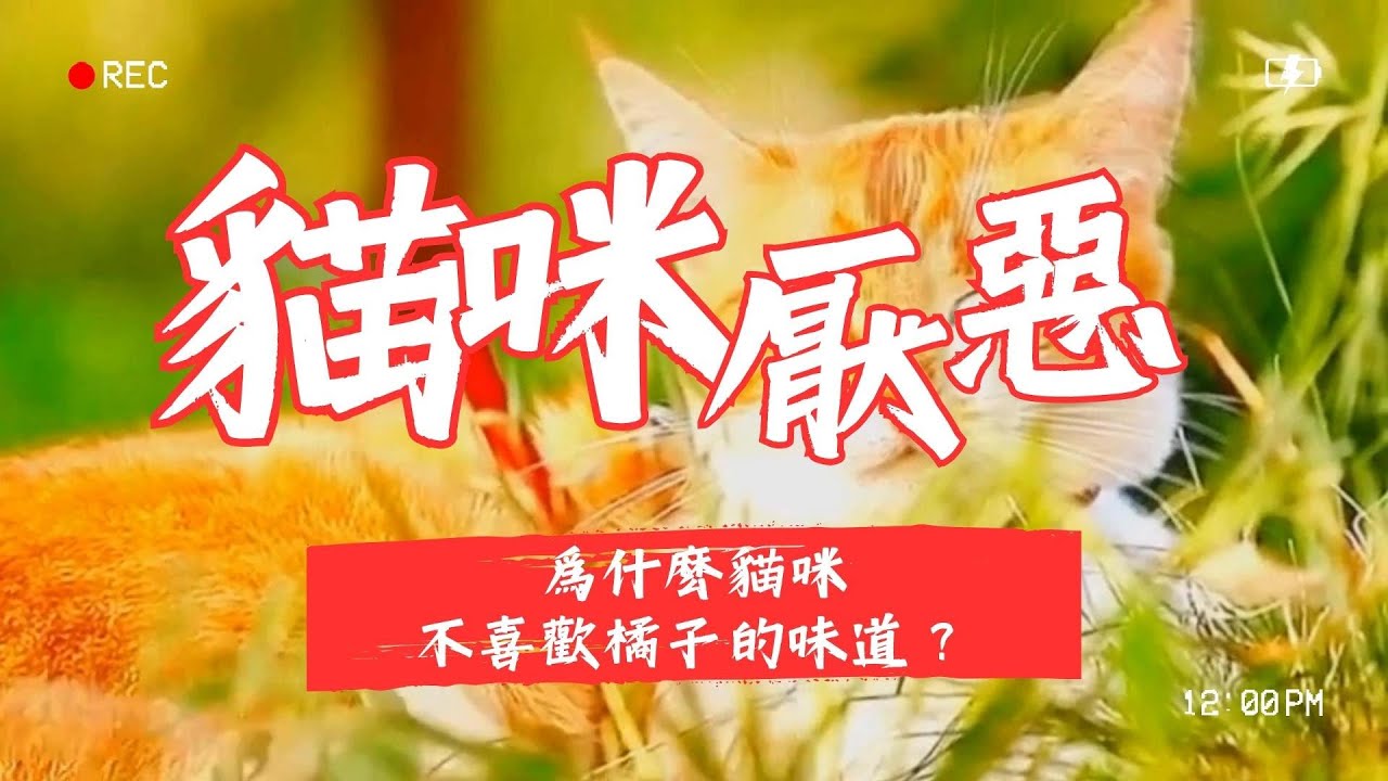 【寵物解答】為什麽貓咪不喜歡橘子的味道？
