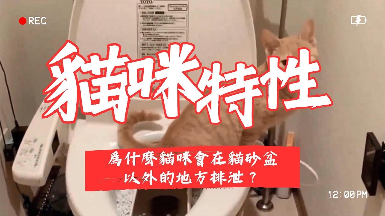 【寵物解答】為什麽貓咪會在貓砂盆以外的地方排泄？