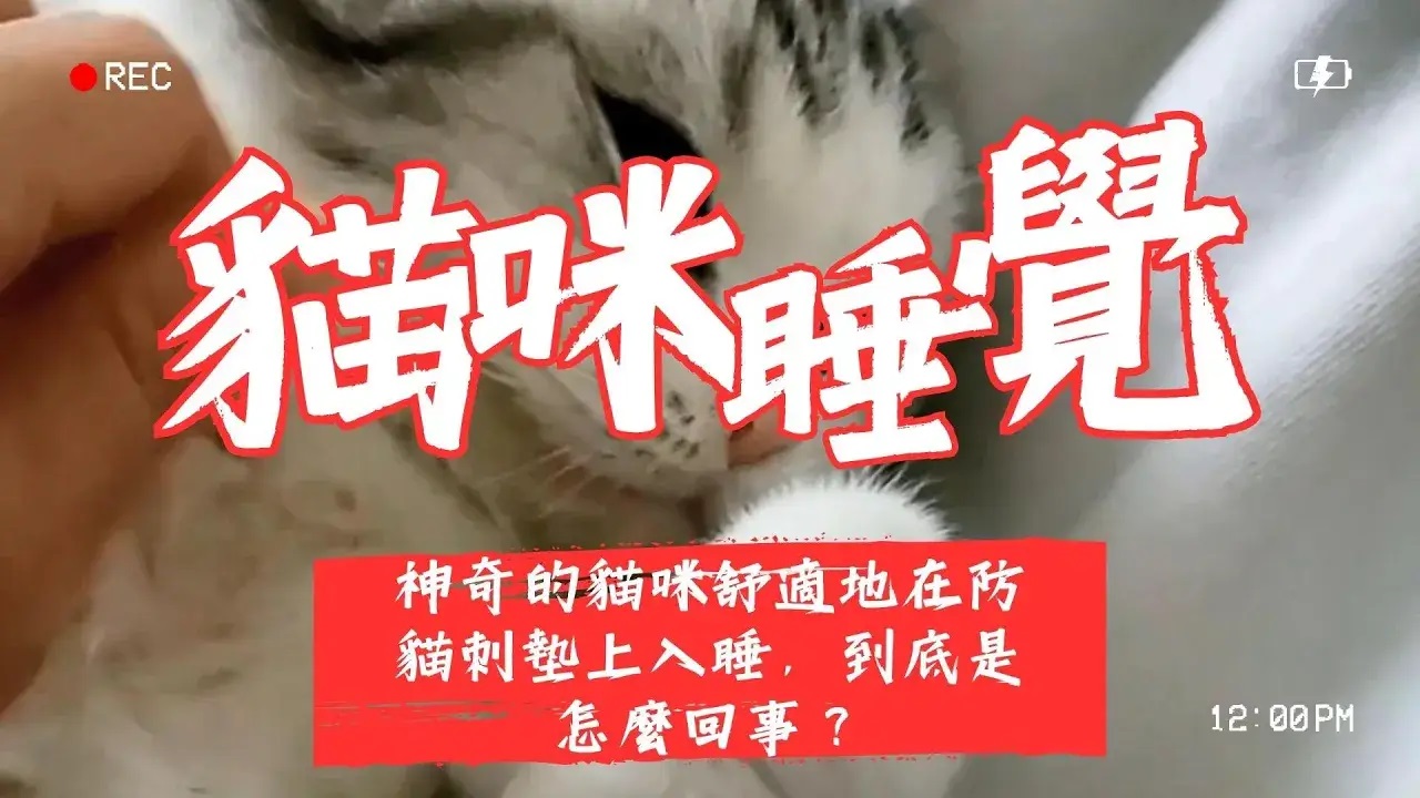 【寵物解答】神奇的貓咪舒適地在防貓刺墊上入睡，到底是怎麼回事？