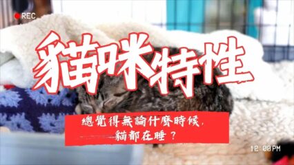 貓咪特性