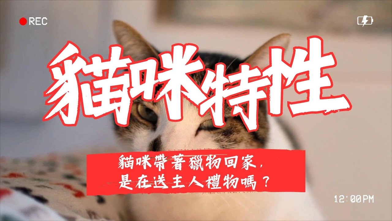 【養貓知識】貓咪帶著獵物回家，是在送主人禮物嗎？