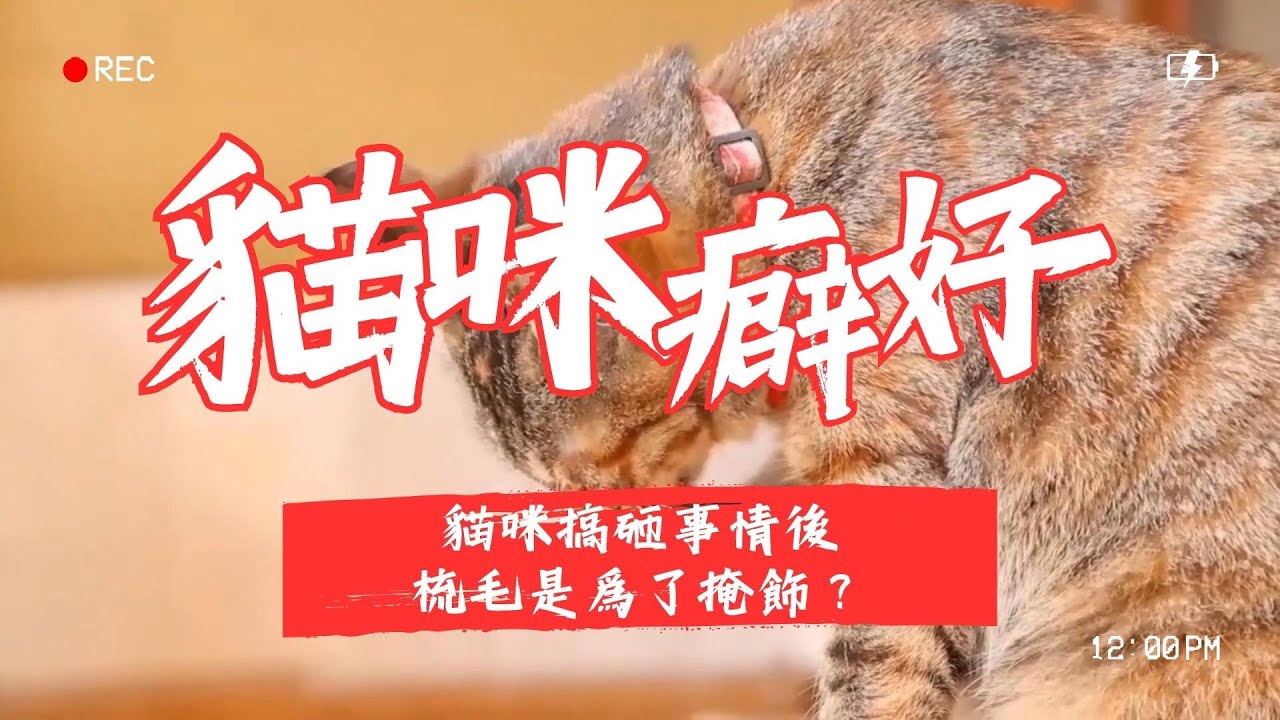 【養貓知識】貓咪搞砸事情後，梳毛是為了掩飾？