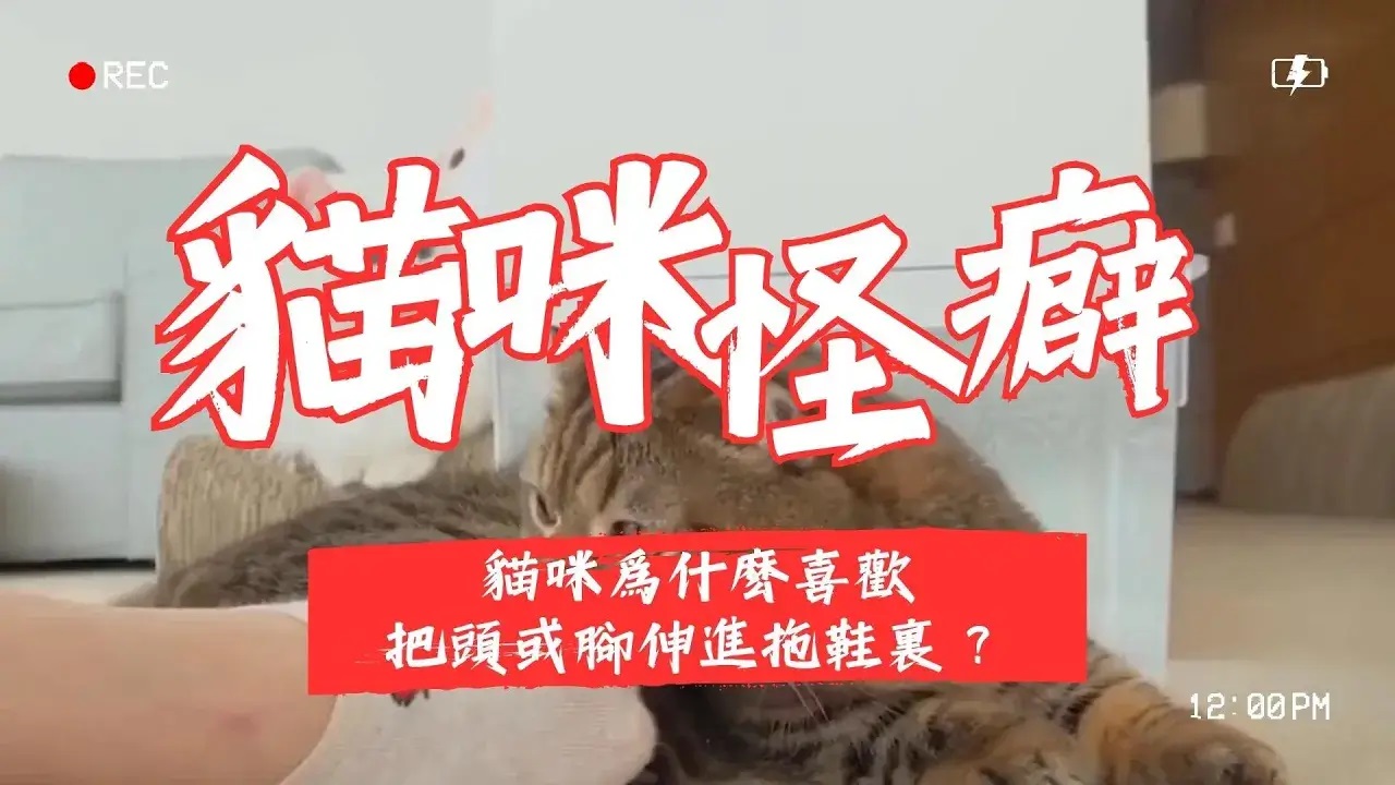 【新手養貓】貓咪為什麽喜歡把頭或腳伸進拖鞋裡？