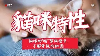 貓咪特性
