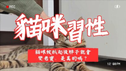 貓咪被抓脖子