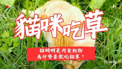 貓咪吃草
