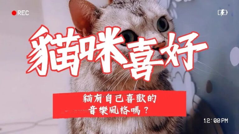 貓咪音樂