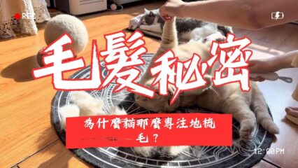 貓咪梳毛