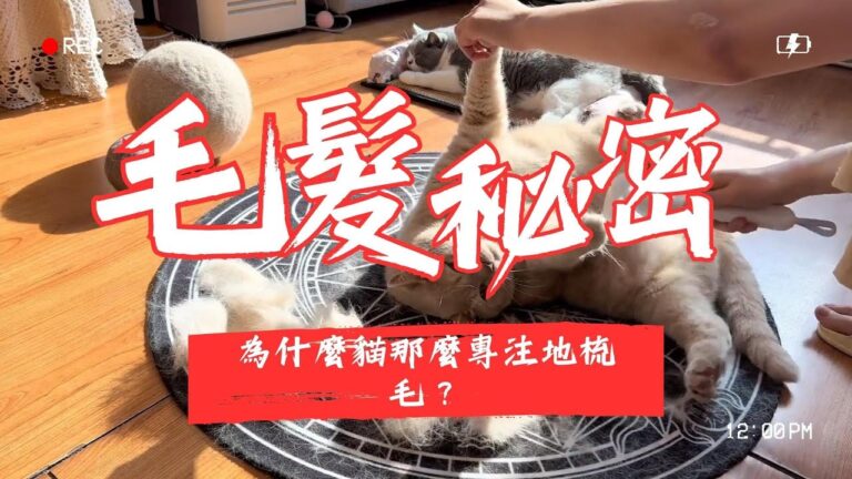 貓咪梳毛
