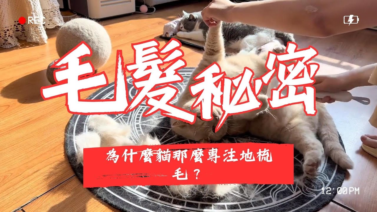 【寵物解答】 為什麼貓咪那麼專注地梳毛？探秘毛孩們的美容秘密！