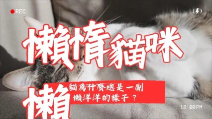貓咪懶洋洋
