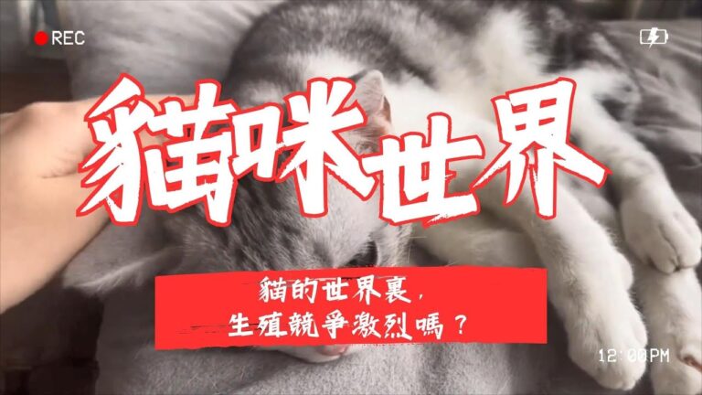 貓咪世界