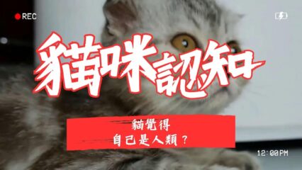 貓咪的認知
