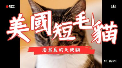 美國短毛貓