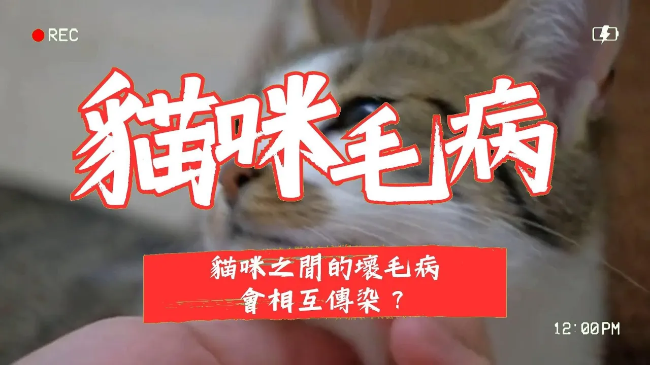 【新手養貓】貓咪之間的壞毛病會相互傳染？別擔心，讓我們來揭開這個秘密！