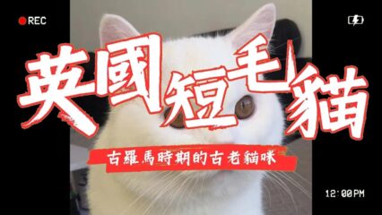 英國短毛貓