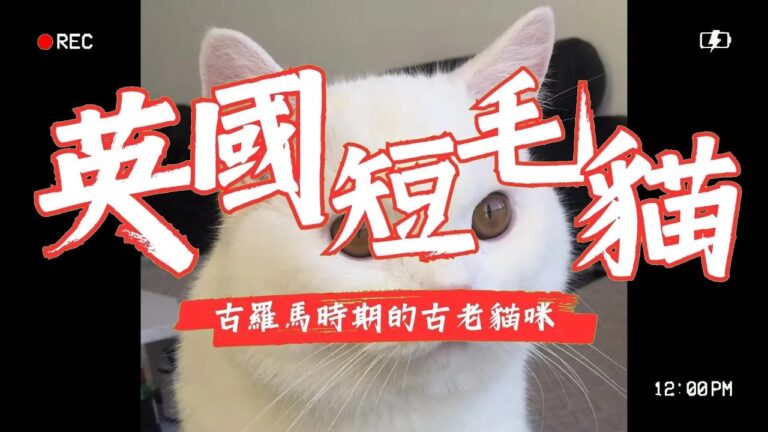 英國短毛貓
