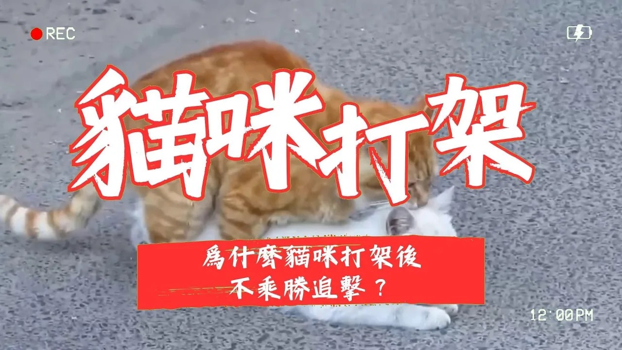 【寵物解答】為什麽貓咪打架後不乘勝追擊？揭秘背後的理由！