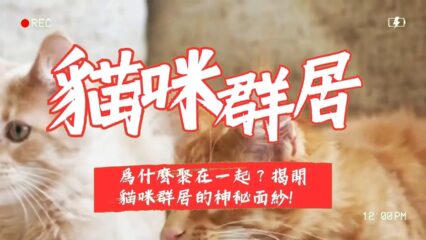 貓咪相聚