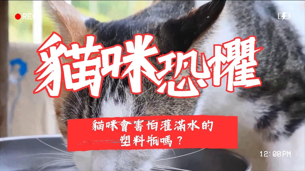 【寵物解答】貓咪會害怕灌滿水的塑料瓶嗎？