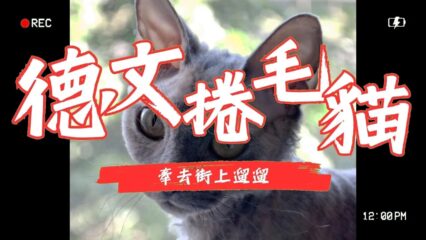 德文捲毛貓