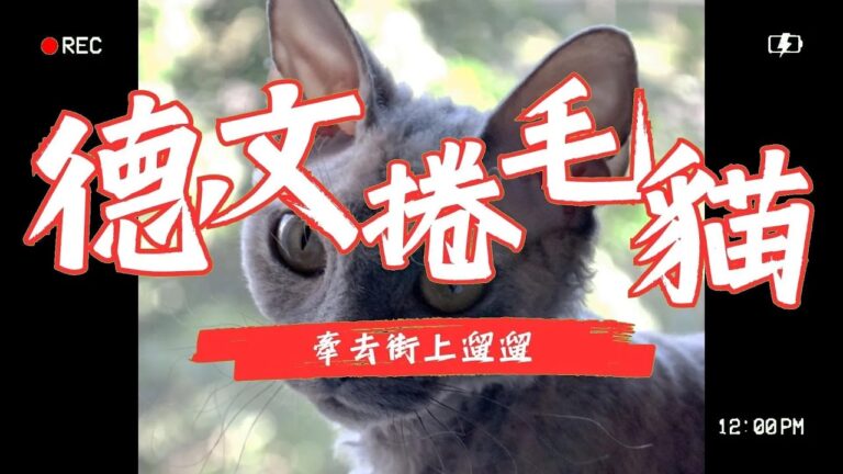 德文捲毛貓