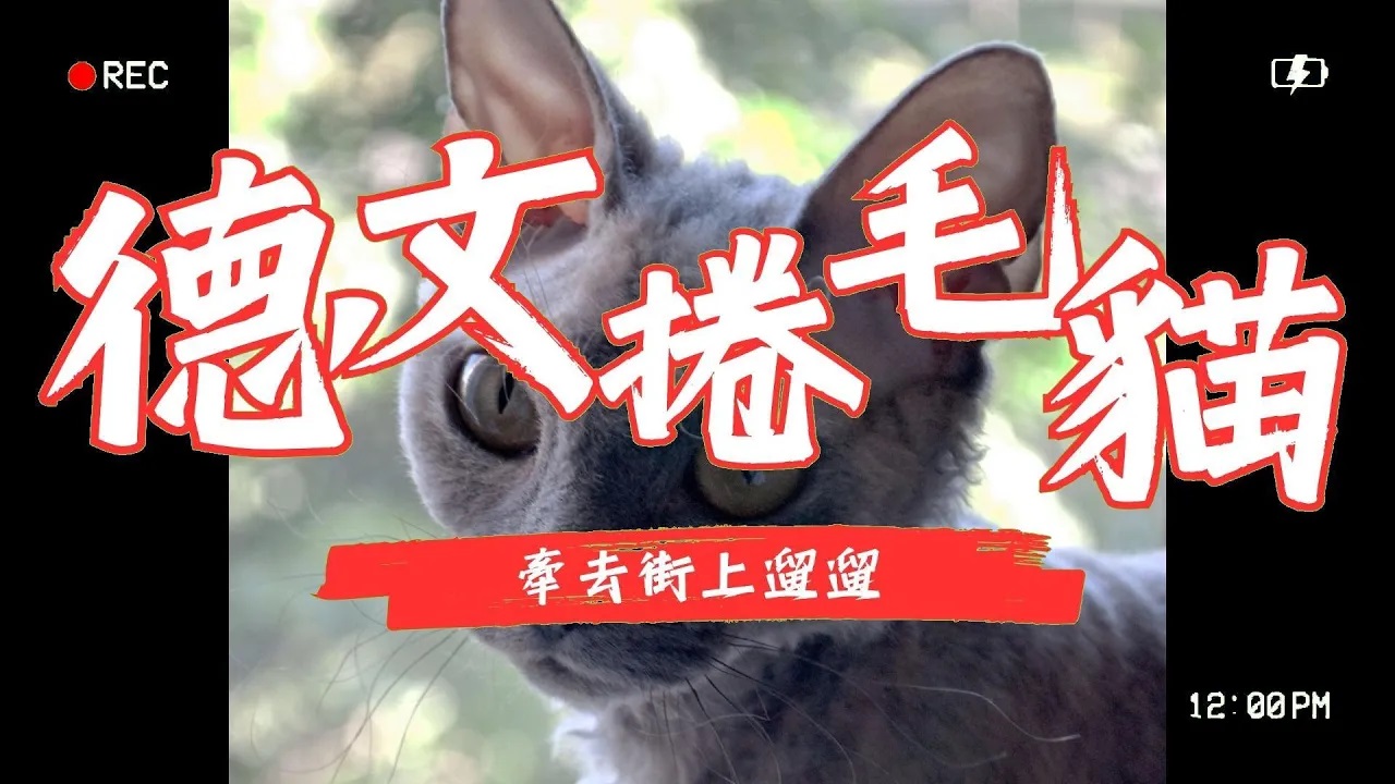 【貓咪品種】德文捲毛貓_牽去街上遛遛