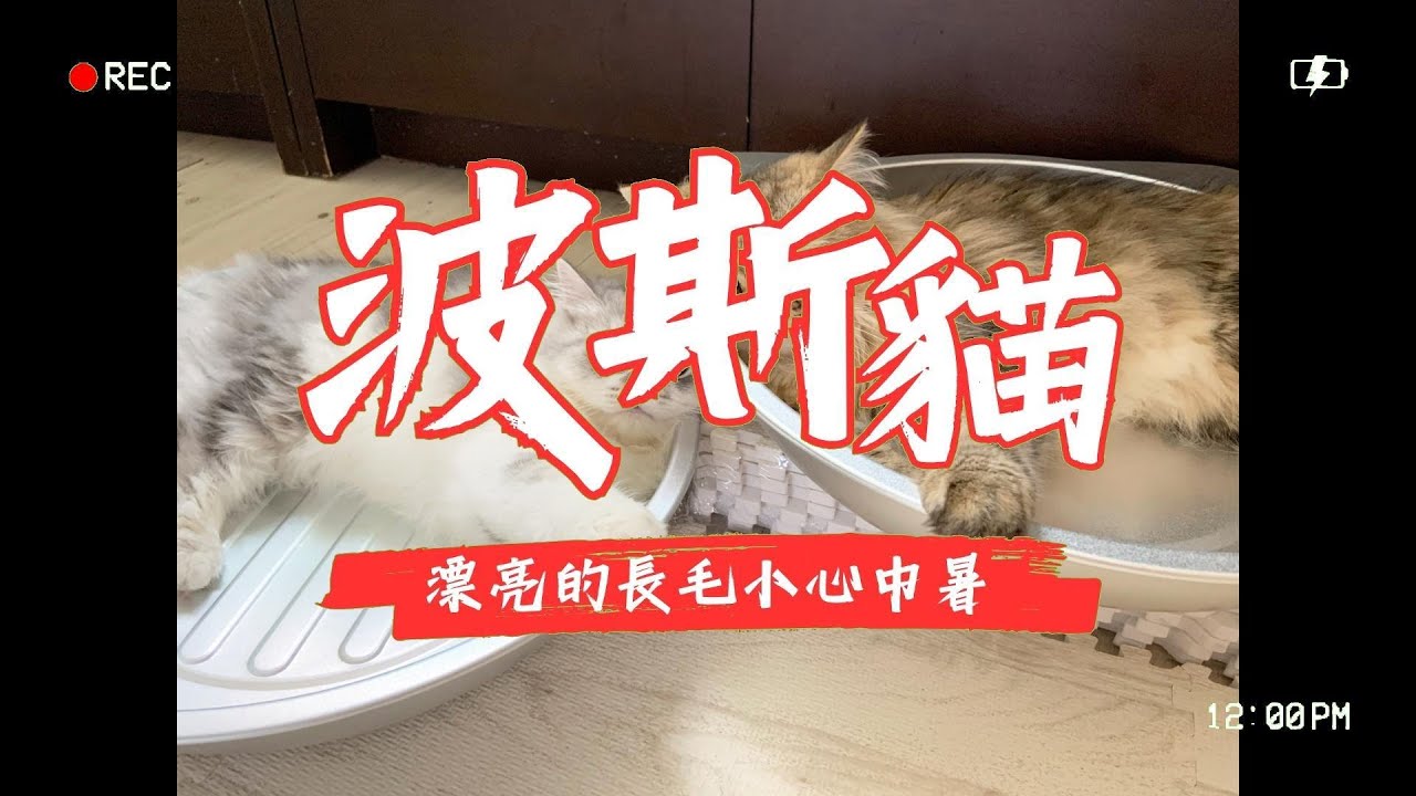 【貓咪品種】波斯貓_漂亮的長毛小心中暑