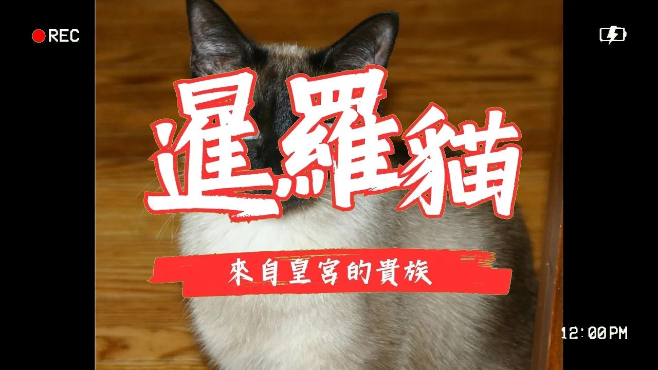 【貓咪品種】暹羅貓_來自皇宮的貴族