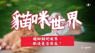 貓咪世界