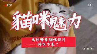 貓咪的魅力