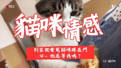 貓咪蹲在門口