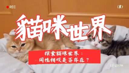 貓咪世界