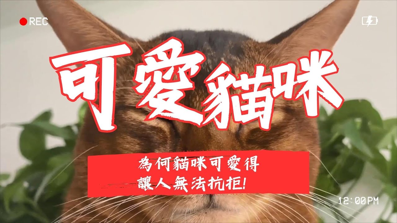 【養貓知識】 為何貓咪可愛得讓人無法抗拒！