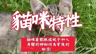 貓咪特性