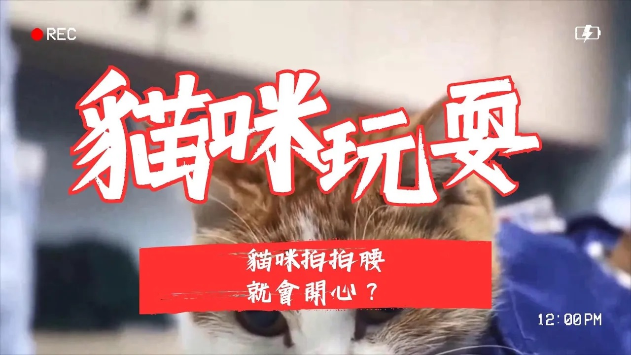 貓咪為什麼喜歡拍腰？揭開拍背讓主子開心的 2 大秘密