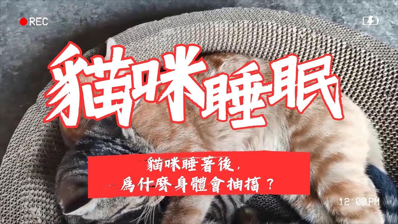 貓咪睡覺抽搐正常嗎？揭開睡眠抽動與做夢的秘密