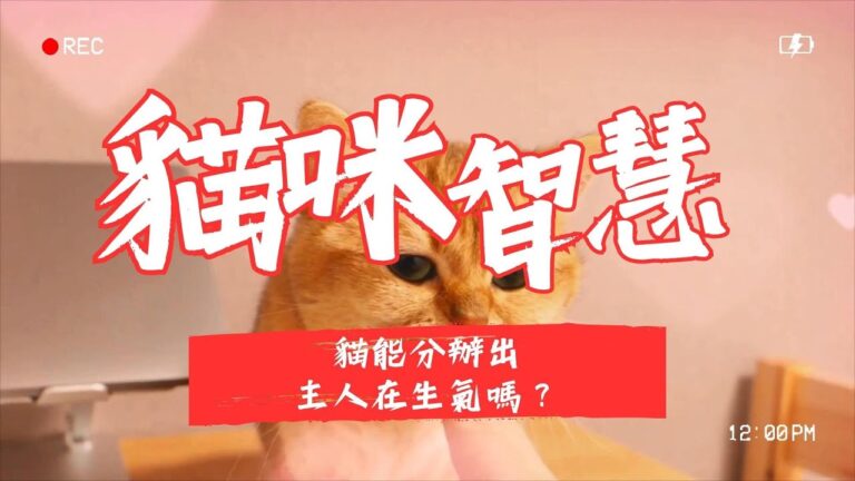 貓咪的分辨