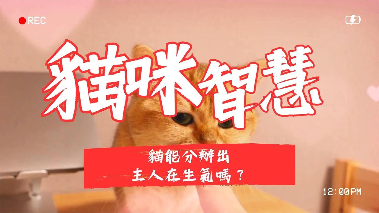 【新手養貓】貓咪能分辦出主人在生氣嗎？