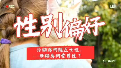 貓咪的性別偏好