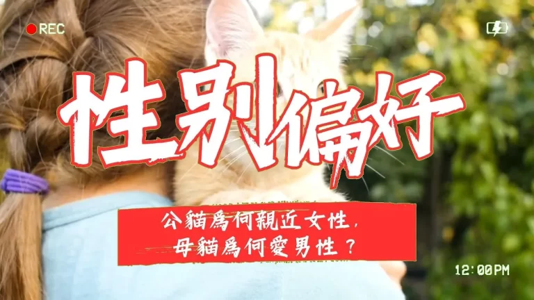 貓咪的性別偏好