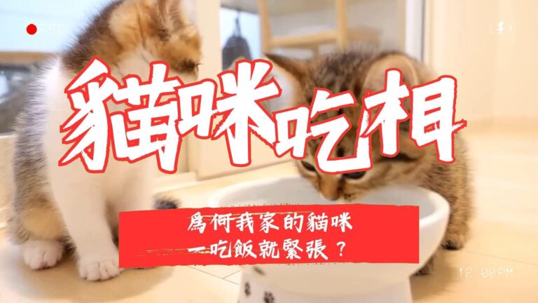 爲何我家的貓咪一吃飯就緊張