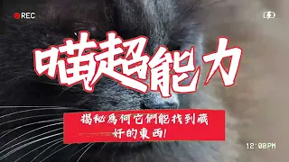 貓咪超能力
