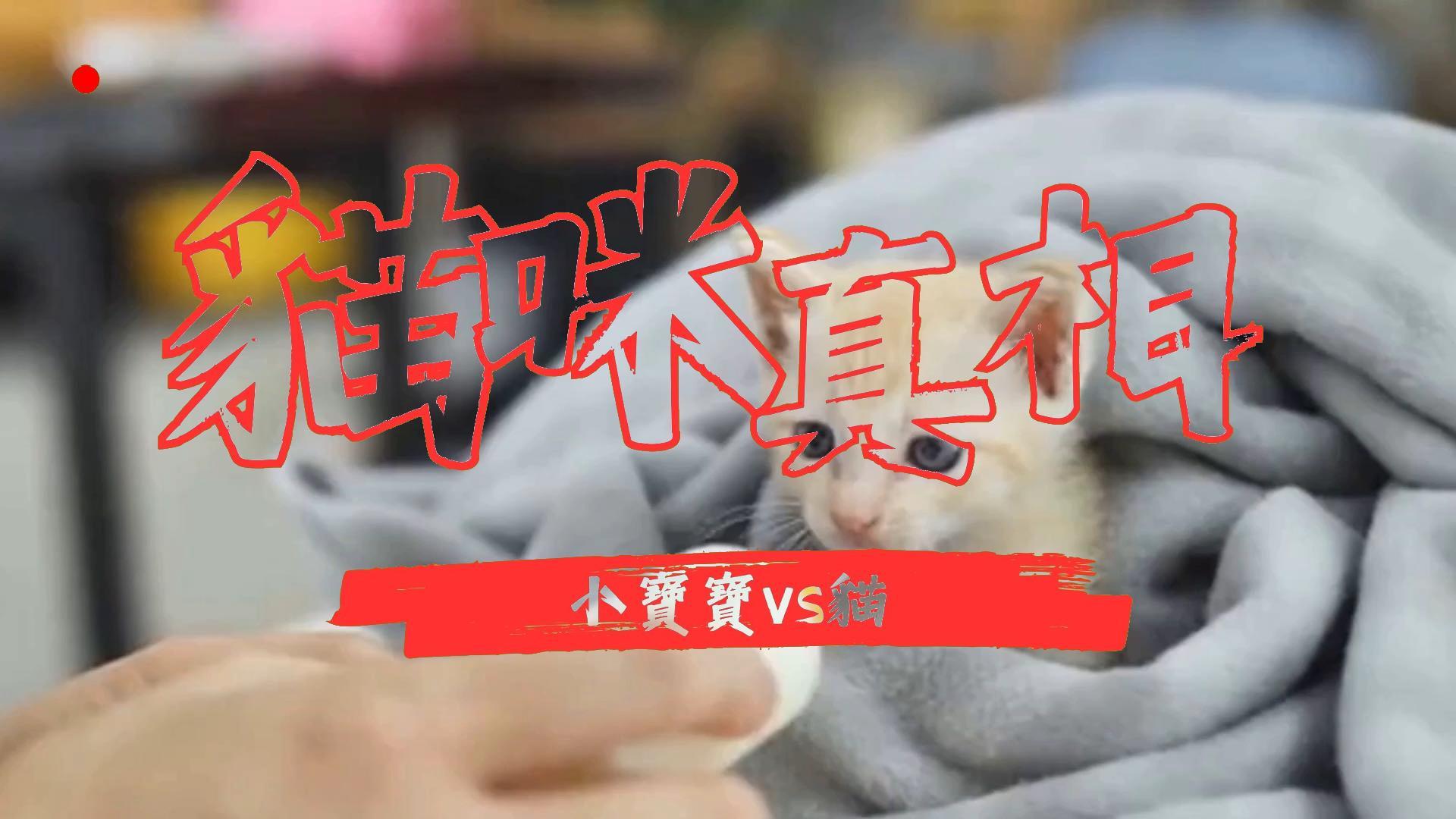 【新手養貓】貓咪和嬰兒共存的秘訣