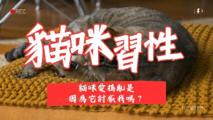 貓咪愛搗亂是因爲它討厭我嗎？