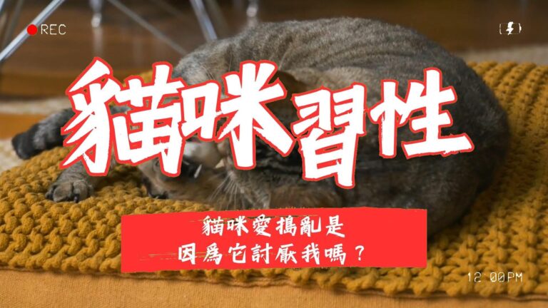 貓咪愛搗亂是因爲它討厭我嗎?
