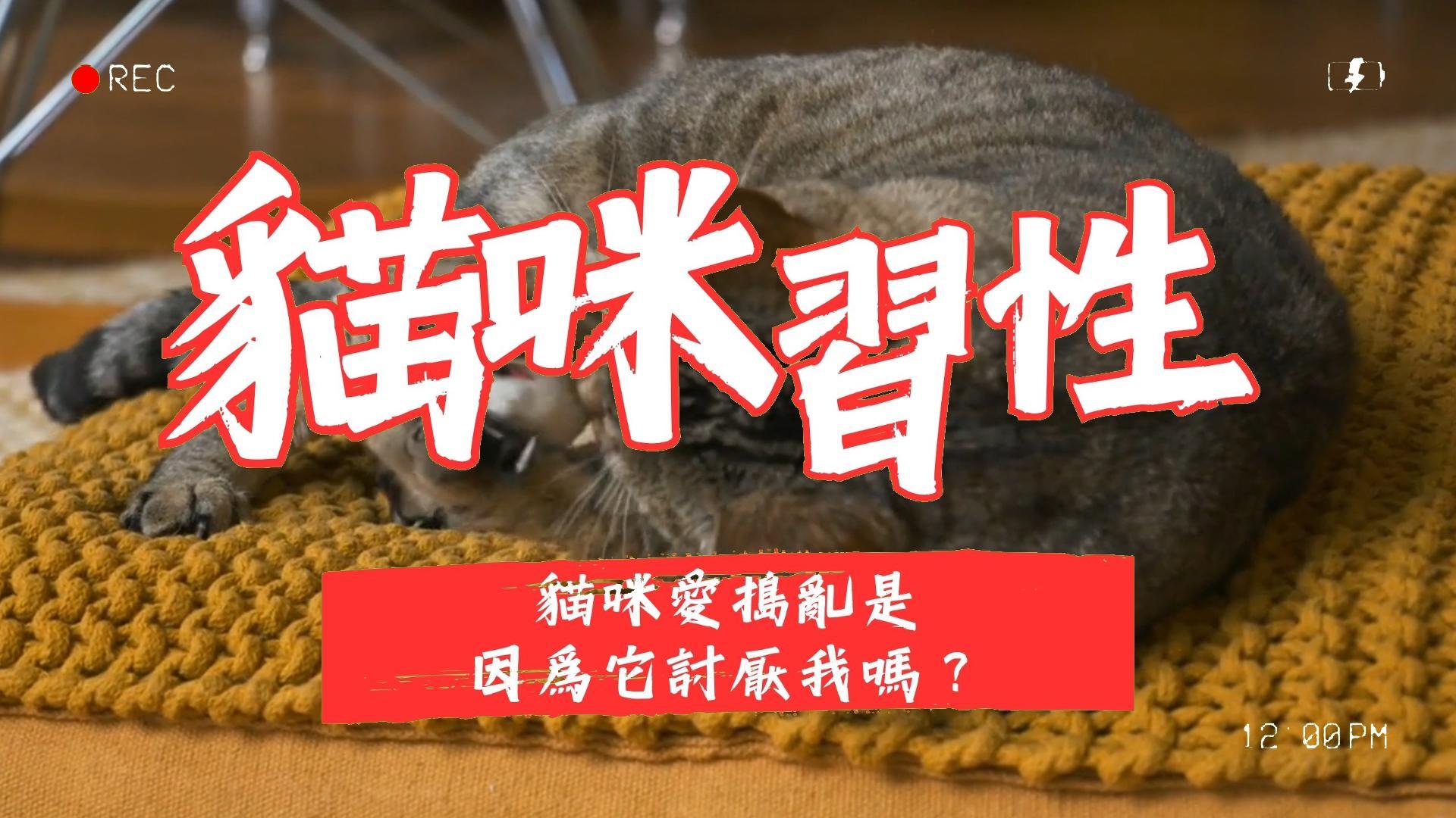 【新手養貓】貓咪愛搗亂是因爲它討厭我嗎？
