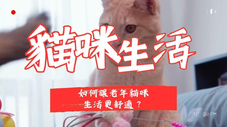 如何讓老年貓咪生活更舒適