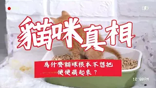 貓咪的真相