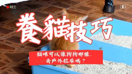 貓咪可以像狗狗那樣，去戶外拉尿嗎？
